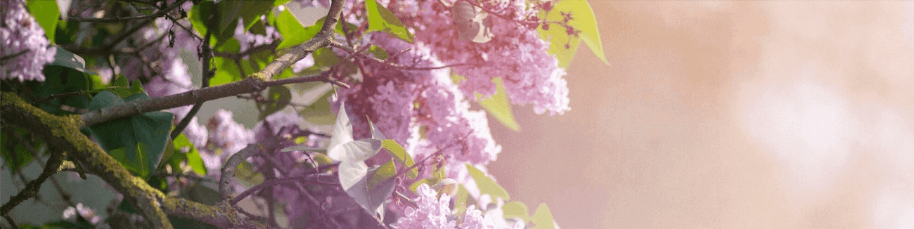 Profumi alla fragranza di lillà Profumi alla fragranza di lillà