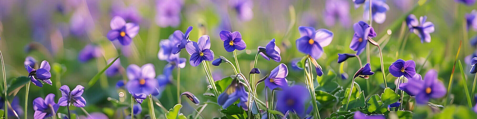 Profumi alla fragranza di violetta Profumi alla fragranza di violetta