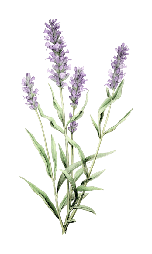 Profumi alla lavanda: una selezione delle fragranze più belle Profumi alla lavanda: una selezione delle fragranze più belle
