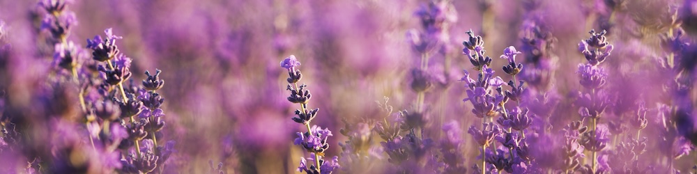 Profumi alla lavanda: una selezione delle fragranze più belle Profumi alla lavanda: una selezione delle fragranze più belle