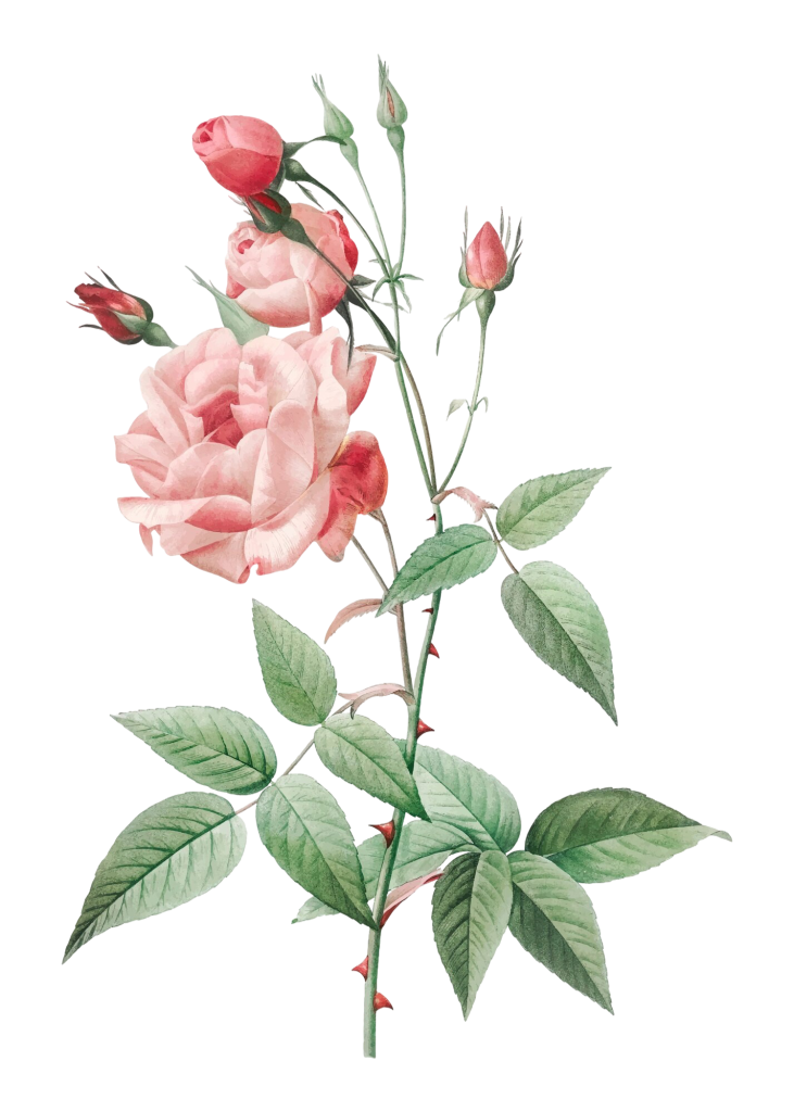 Profumi alla rosa Profumi alla rosa